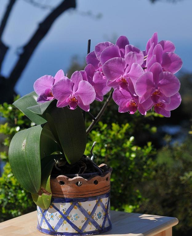 Le Ginestre Di Capri Bb & Holiday House Anacapri  Habitación foto